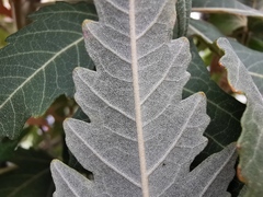 Ruizia cordata