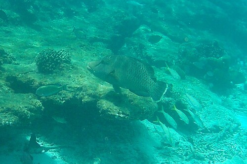 Napoleon Wrasse — seen at this dive site