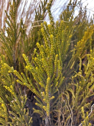 Veronica tetragona, photograph 3