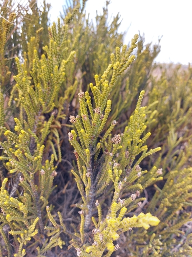 Veronica tetragona, photograph 4