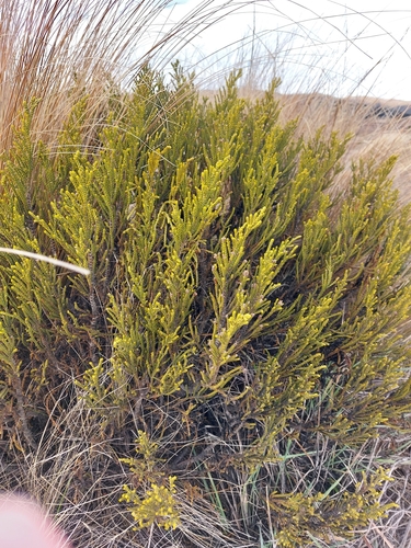 Veronica tetragona, photograph 5