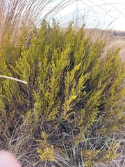 Veronica tetragona, photograph Tommy Forrest, CC0, iNaturalist via GBIF