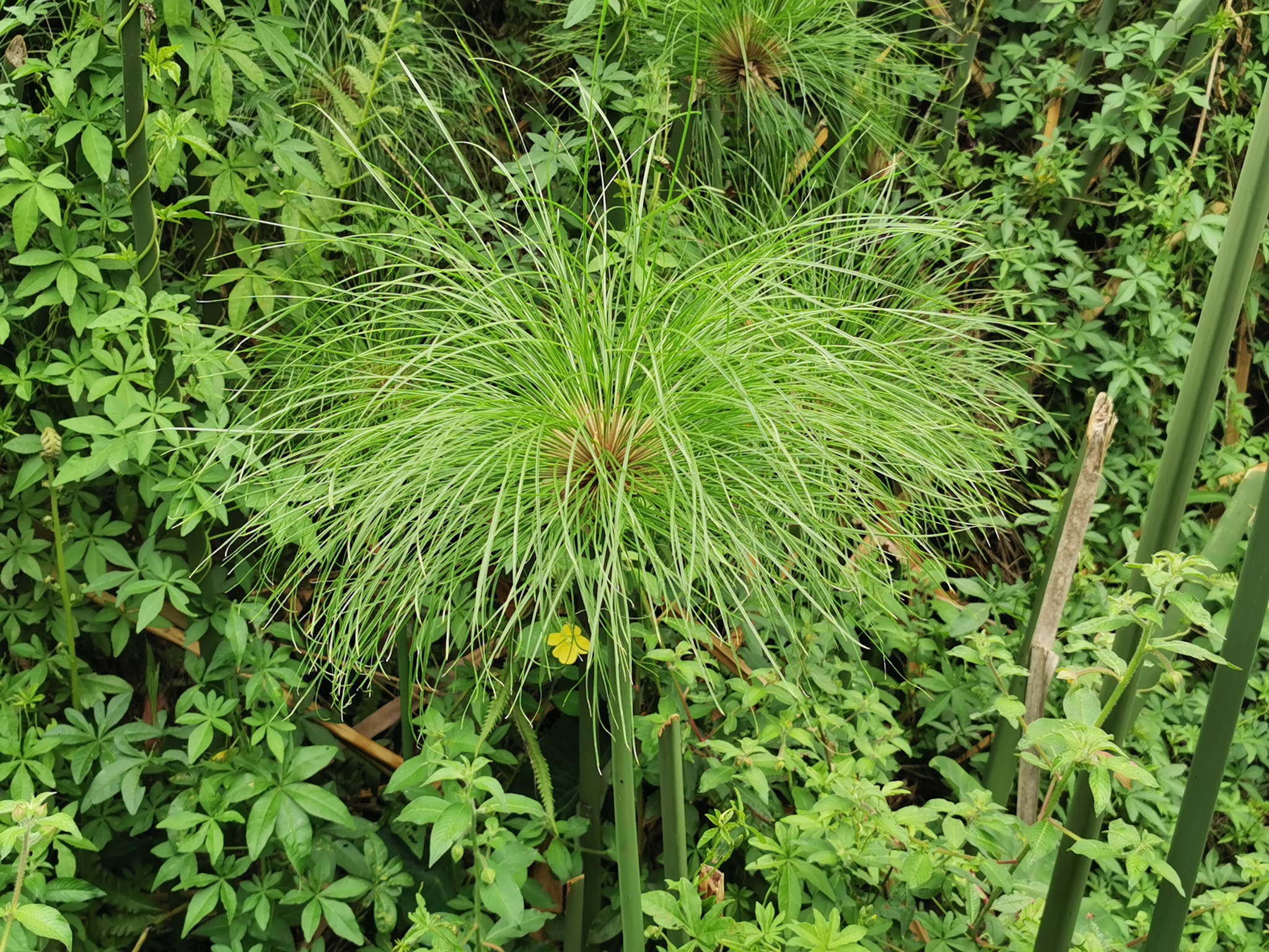 (c) Jean-Philippe BASUYAUX, certains droits réservés (CC BY-NC) https://www.inaturalist.org/observations/35978768
