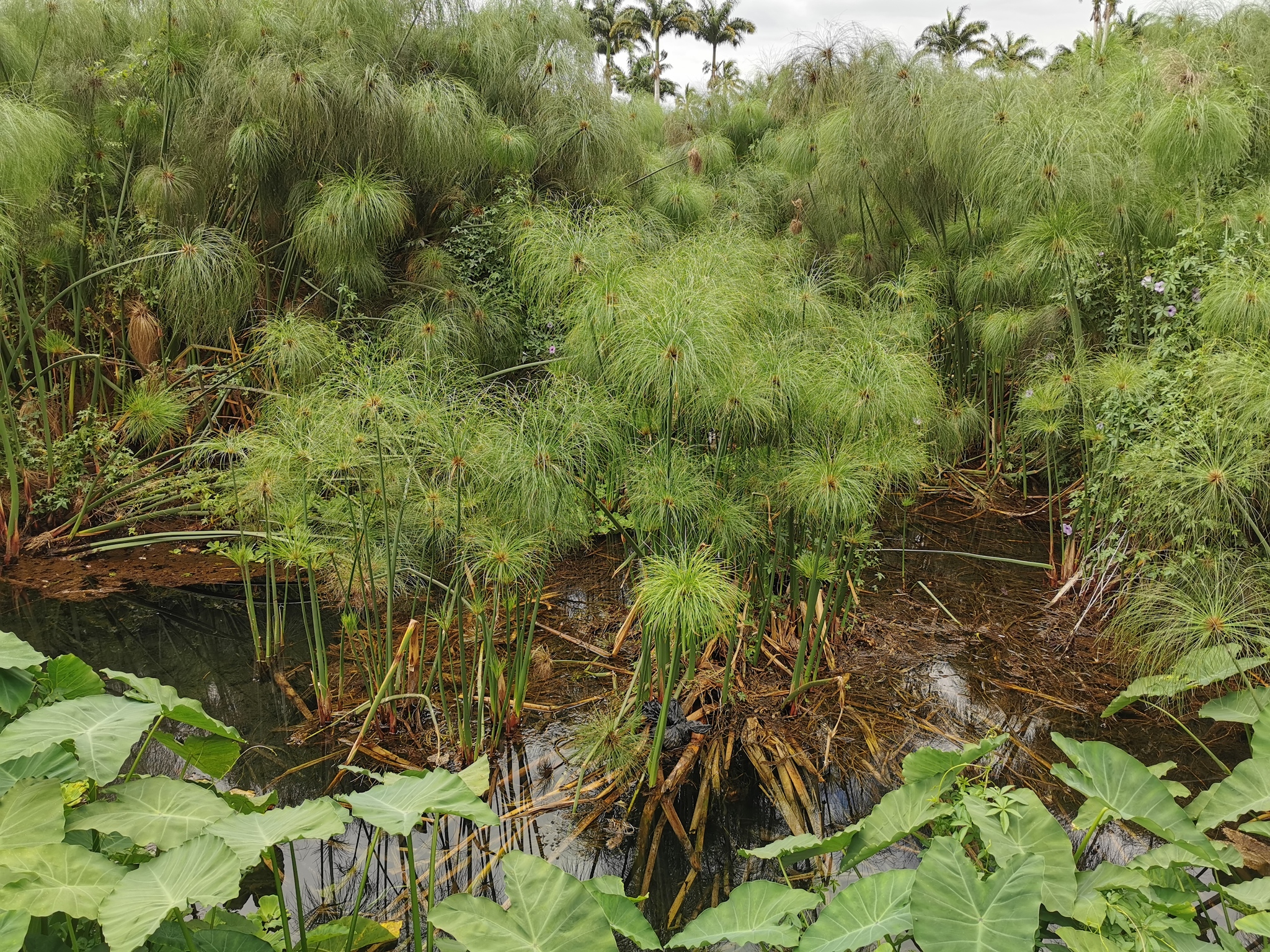(c) Jean-Philippe BASUYAUX, certains droits réservés (CC BY-NC) https://www.inaturalist.org/observations/35978768