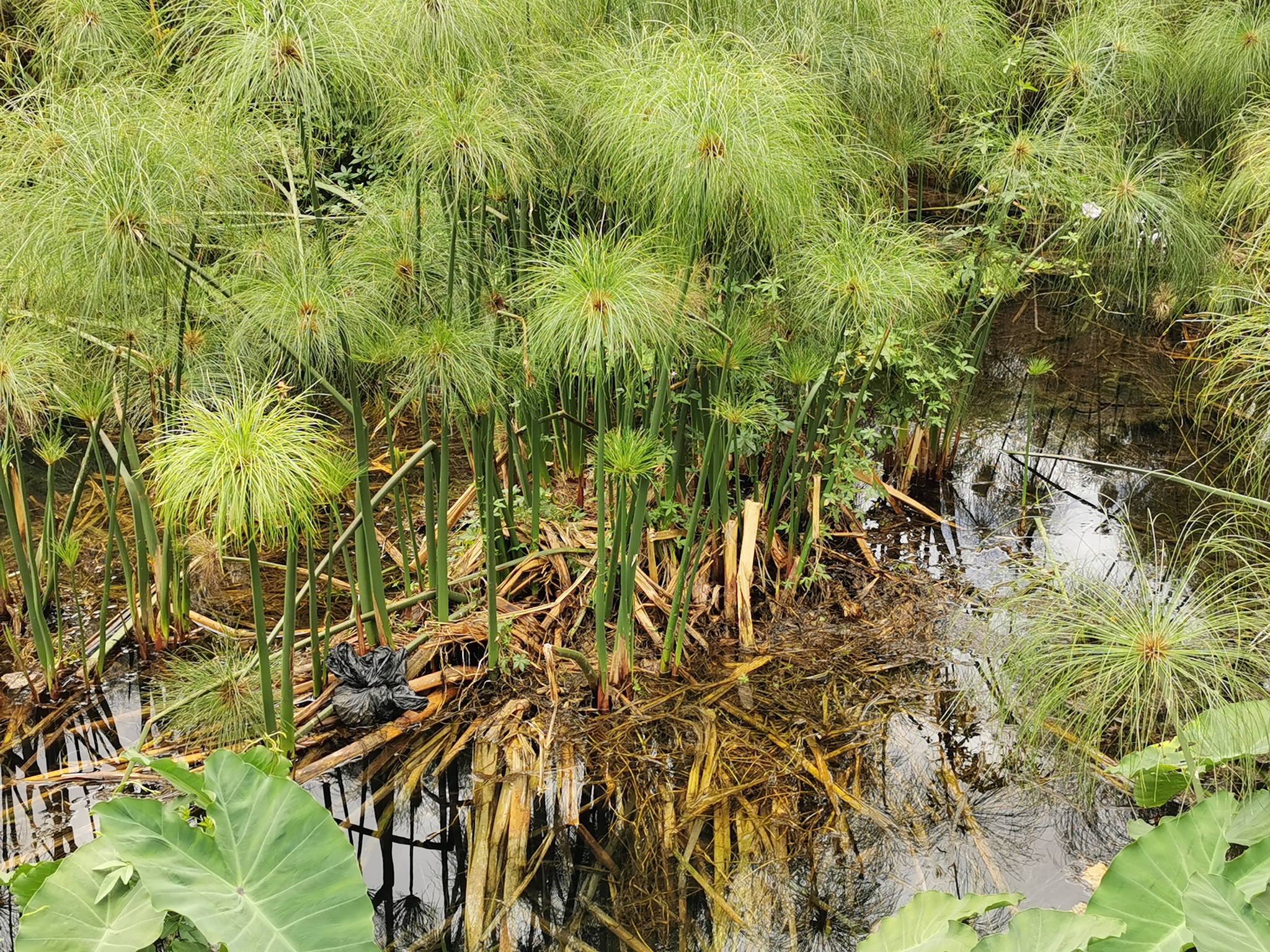 (c) Jean-Philippe BASUYAUX, certains droits réservés (CC BY-NC) https://www.inaturalist.org/observations/35978768
