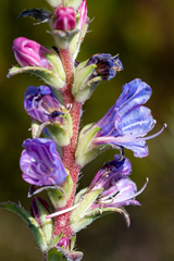 Lobostemon argenteus