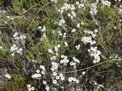 Achyranthemum paniculatum