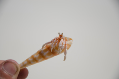 Coenobita perlatus