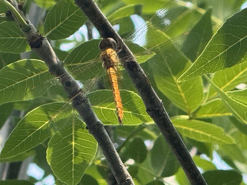 Wandering Glider
