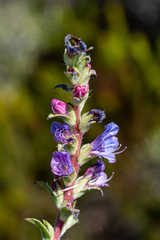 Lobostemon argenteus