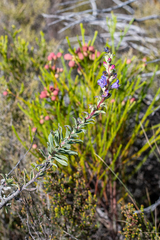 Lobostemon argenteus