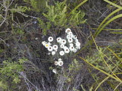 Achyranthemum paniculatum