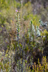 Lobostemon argenteus