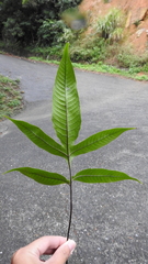 Tectaria harlandii