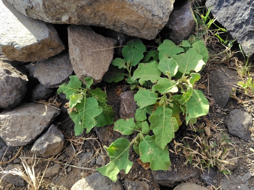 Solanum melongena