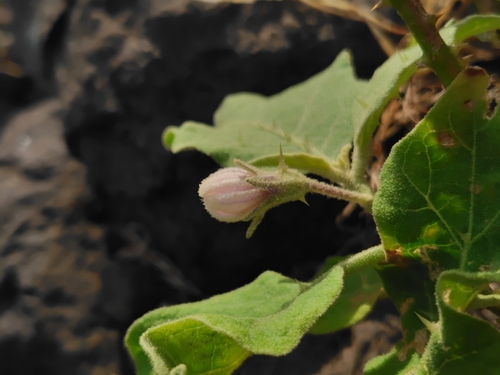 Solanum melongena