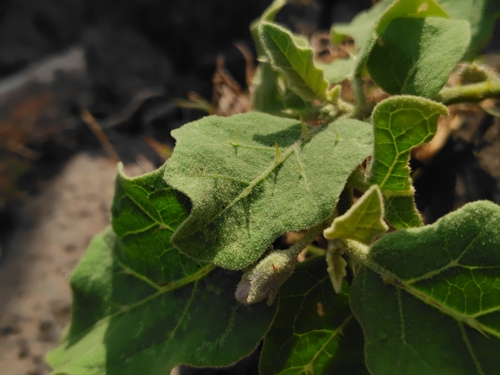 Solanum melongena