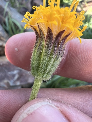 stem raillardella (Raillardella scaposa)