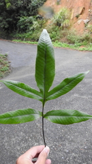 Tectaria harlandii