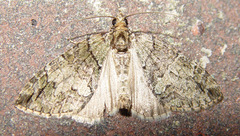 Hydriomena transfigurata