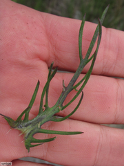 Senecio elegans