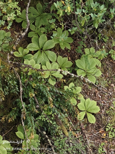 Petit Rodgersia 3
