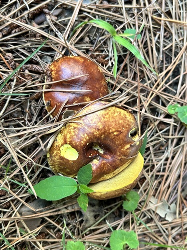 Suillus granulatus