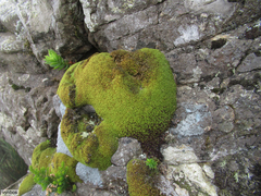 Hypodontium pomiforme