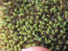 Hypodontium pomiforme