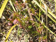 Erica rubiginosa