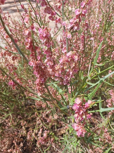 Rumex hastatus