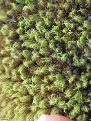 Hypodontium pomiforme