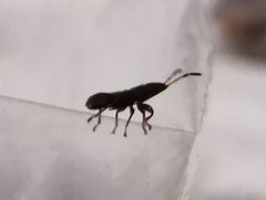 Oxycarenus