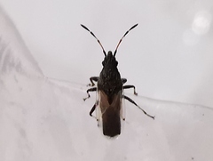 Oxycarenus