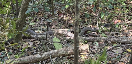 Eastern Brown Snake sighting