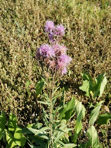 Meadow Saussurea