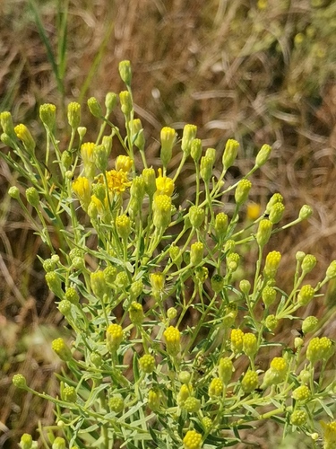 Galatella biflora