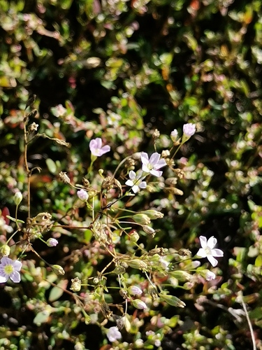 Low Baby's-breath