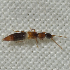 Paederinae