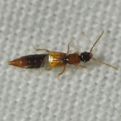 Paederinae