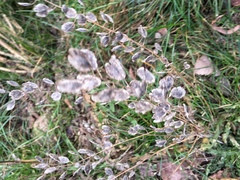 Thlaspi arvense