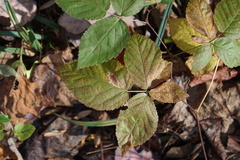 Stigmella villosella