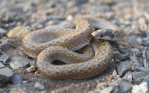South African Shovel-snout