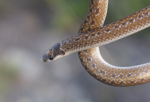 South African Shovel-snout