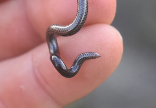 Black Thread Snake