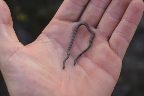 Black Thread Snake