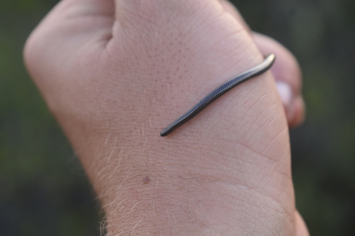 Black Thread Snake