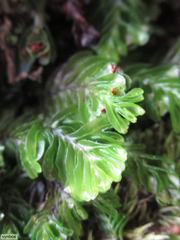Hymenophyllum capense