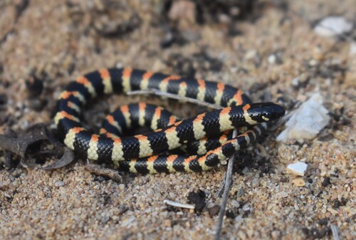 Spotted Harlequin Snake