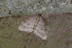Operophtera fagata